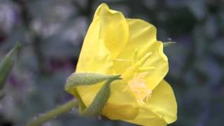 Evening Primrose Flower Opening 1 [upl. by Arabeila11]