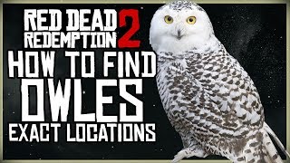 WHERE TO FIND OWLS IN RED DEAD REDEMPTION 2 EXACT MAP LOCATION [upl. by Axel360]