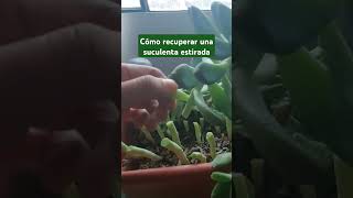 Así recupero suculentas estiradas etiolación suculentas shorts useful tips for succulents [upl. by Edithe]