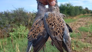 SORTİ GEÇİŞLERÜVEYİKLER BANA ÇARPACAKTI2 av günüDove hunt caza de palomas caccia alla colomba [upl. by Yemarej]