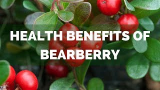 Health Benefits Of Bearberry Common Uses Of Bearberry Leaf [upl. by Viva]