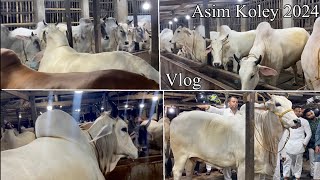 FULL VLOG OF ASIM KOLEY 2024 COLLECTION  TEN HARYANA COWS FROM LAST LINE  Kolkata Cow 2024 [upl. by Mcgaw295]