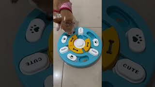 Juguete nuevo para Chente ✨asmr dog doglover [upl. by Ahsemad942]