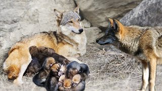 Wolf Giving Birth To Many Cute Puppies In The Wild [upl. by Ahk]