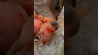 Zitting cisticola bird babies P 2 shorts [upl. by Mehetabel]