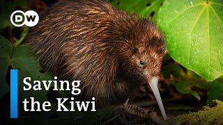 Saving the Kiwi Protecting New Zealands national bird  DW Documentary [upl. by Pallaten]