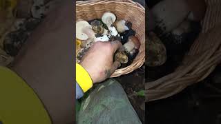 Porcini e tartufi tartufotruffletruffesmushroomporcinimushroomsnaturewoodworkingnature [upl. by Dola625]