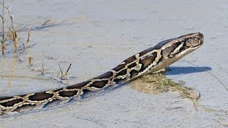 Pythons at Alligator Pond 03  Dangerous Animals in Florida [upl. by Vassily]