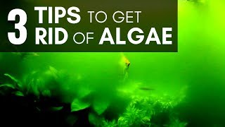 3 Tips to Get Rid of Algae in an Aquarium Managing Easily [upl. by Durrell735]