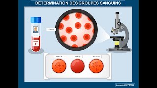 Tout savoir et comprendre sur la détermination des groupes sanguins ABO et Rhésus [upl. by Asalocin]