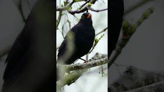 The Blackbirds Effortless Singing  Bird Sounds shorts [upl. by Akierdna]