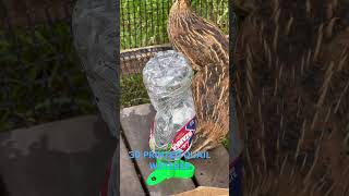 3D Printed Quail Waterer My quails are loving it  Happy quails happy me😁3dprinting quail [upl. by Zachary]