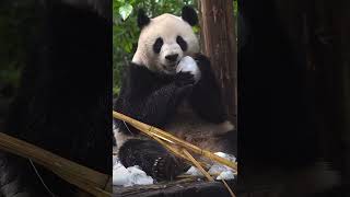 Panda Cooling Methods in Summer panda fypシ cute guangzhou summer icebed coolingsolutions [upl. by Caesaria]