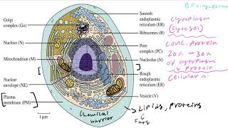 Biochemistry Lecture 1 Introduction [upl. by Nappie507]