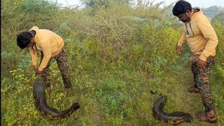 MONSTER Size Snakehead Vs braided line fight Dangerous place [upl. by Prager]