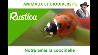 Le cycle de vie des coccinelles [upl. by Nelyt253]