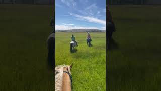 Riding in the hayfield horse rope [upl. by Nedry]