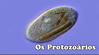 Os Protozoarios [upl. by Outhe]