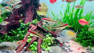 Chihiros WRGB 2 120CM Light Upgraded to my 450L Community Rainbow Fish Tank [upl. by Asha]