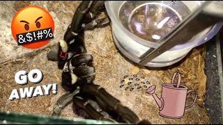 WATERING my TARANTULAS “Part 1 to 10”  throwback ALL EPISODES [upl. by Yelhsa151]