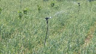 NETAFIM MINI SPRINKLER [upl. by Newo865]