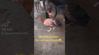 Boston Roundhead Pullets [upl. by Kelcey]