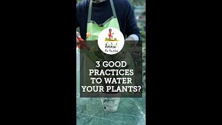 3 Good Practices for watering your plants [upl. by Eldridge947]