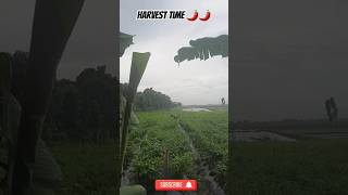 Harvesting chilis 🌶🌶 food organic farm shorts [upl. by Nugent]