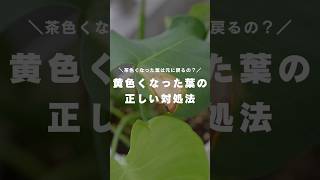 【切るべき？】黄色くなった葉っぱの正しい対処法を解説！観葉植物 観葉植物インテリア 観葉植物のある暮らし 観葉植物初心者 観葉植物育て方 観葉植物の育て方 [upl. by Arabel]