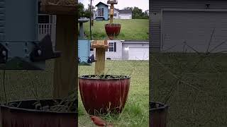 Beautiful bird song while cardinals eat breakfast birdslover birdwatchinglife birdenthusiast [upl. by Aloysius]