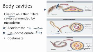 1326 Body Cavities  Acoelomates Pseudocoelomates and [upl. by Felicity499]