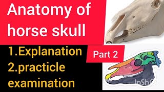 lecture 2 on anatomy of horse skull  horse skull anatomy  horse dvm vet uvas cvas youtube [upl. by Eugatnom]