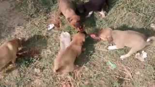 Crazy hungry puppies deadly fight for food  Awesome angry puppies doing funny things [upl. by Dorothea691]