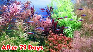 USE LIQUID FERTILIZER  STEP BY STEP AQUASCAPE DUTCHSTYLE [upl. by Hildebrandt]