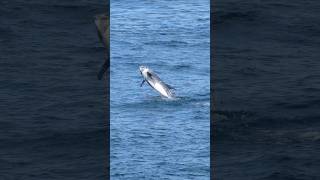 Breaching Rissos Dolphin  Anglesey Wales dolphins anglesey wales [upl. by Wilda957]