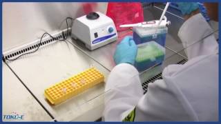 Stage 2 of 3 Generation of Stable Transfected Cell lines Transfection [upl. by Samaria]