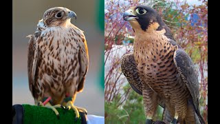 Falconry Saker falcon vs Peregrine falcon [upl. by Amimej]