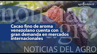 🔴 Cacao fino de aroma venezolano cuenta con gran demanda en mercados internacionales  NDA [upl. by Kachine]