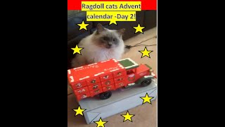 Advent Calendar  Living with Ragdolls  Day Two [upl. by Doscher]