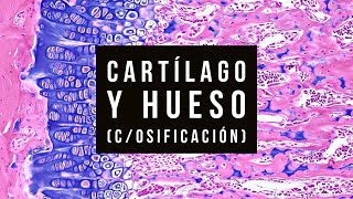 04  🦴 Histología del Tejido CARTILAGINOSO Y ÓSEO 🦴 [upl. by Leamhsi]