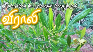 வீக்கங்கள் கட்டிகளை கரைக்கும் விராலி  Virali  Hopbush  Dodonaea viscosa [upl. by Nabi]