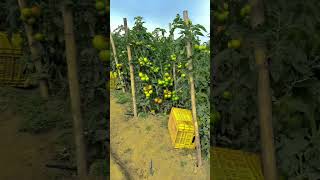 Ultimate Guide to Tomato Farming  From Seed to Harvest [upl. by Meri]