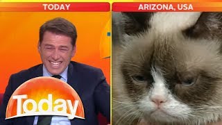 Look at that cat Reporter cant stop laughing at Grumpy Cat  Today Show Australia [upl. by Mossolb]