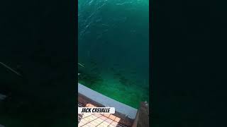 jack crevalleshortsvideo pensacola fishing sportfishing beach [upl. by Nevarc]