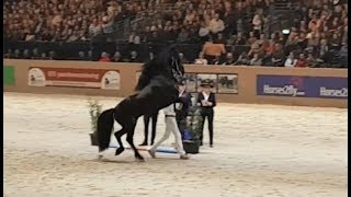 Friesian horse Markus 491 faderpaard 2018 hengstenkeuring [upl. by Iridis]