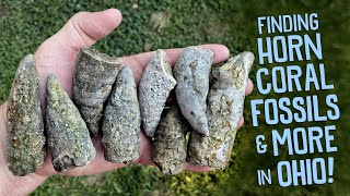 Finding Fossils While Exploring a Private Creek in Ohio [upl. by Geraldina]