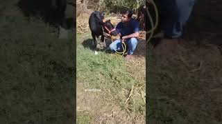 pushpeshtank viralvideo cows jaigomata cowvideos comedyvideo [upl. by Htabazile753]