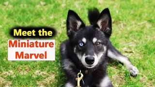 Alaskan Klee Kai  In 2 Minutes Miniature intelligent energetic amp aloof dog [upl. by Annaeiluj]