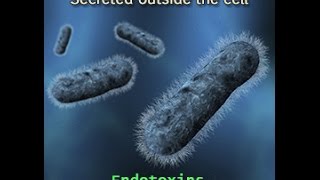 Endotoxins Vs Exotoxins [upl. by Yddor]