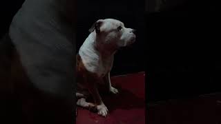 fypシ゚viral fyp foryou forever teamo amor perros americanbully bulldog gaming pakistan [upl. by Ettenaej]